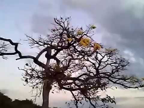 Vídeo: O que é uma árvore de Tabebuia - Informações sobre o cultivo de árvores de trombeta de Tabebuia