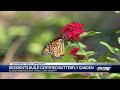 Seniors create and maintain a nationally recognized butterfly sanctuary in Lake Worth