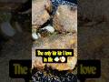 Fish Fry असा करा की सगळे बोटं चाटतील!”#papletfry #fishfryrecipe #easyfishfry #seafoodlovers