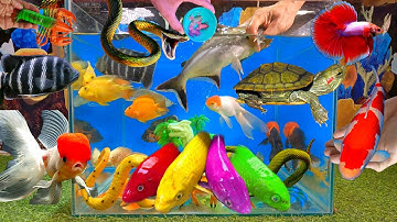 Tổng hợp các video cá cảnh đẹp, động vật dễ thương, cá lăng, cá mập, cá la hán, bạch tuộc