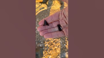 Two-for-toother on the beach at Calvert Cliffs. A stingray plate and hemipristis shark tooth!