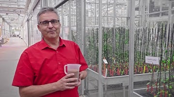 Camelina Crambe And Insects
