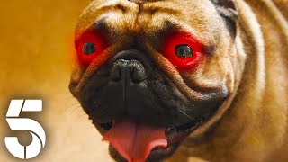 The Devil Dog! | Dogs Behaving (Very) Badly | Channel 5