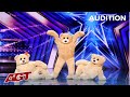 The most fluffy act ever when three bears walk onto americas got talent stage