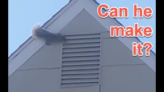 Athletic Squirrel tries to enter a house through the gable vents
This is a video I captured of a limber Squirrel trying to enter the neighbors house through the gable vent. Athletic Squirrel tries to enter a house through the gable vents