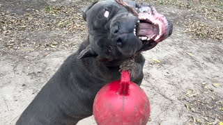 Huge Corso Finally walking On Leash & Training Collar Well | Kamau by The Dog Messiah 1,202 views 3 months ago 11 minutes, 30 seconds