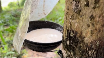 Những loại thuốc đặc biệt điều trị Hiệu quả nhất bệnh khô miệng cạo trên cây cao su.Tăng độ nhiều mủ