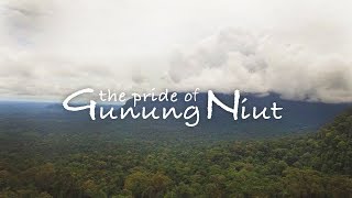 Pride of Gunung Niut