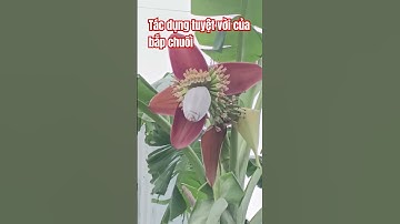 Tác dụng tuyệt vời của bắp chuối #dinhduong