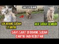 Dulu kucing jelek ini di buang sekarang cantik jadi rebutan