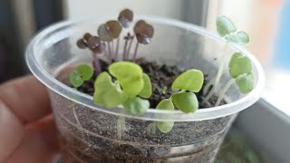 видео: Сію базилік тільки так🌱 картинка: Сію базилік тільки так🌱