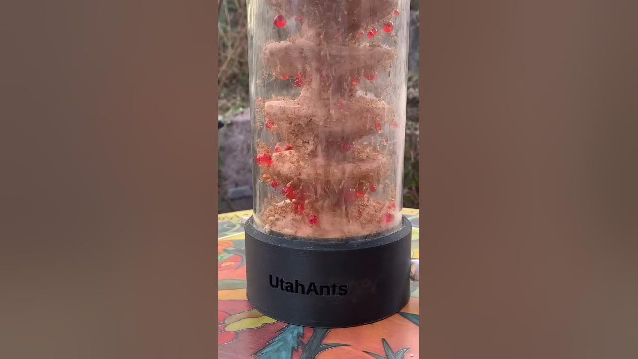 360 view of large colony of golden honeypot ants in custom dome