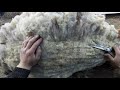 Стрижка овец, ветеринарные мероприятия во время стрижки овец.
