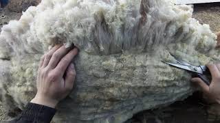 видео: Стрижка овец, ветеринарные мероприятия во время стрижки овец. картинка: Стрижка овец, ветеринарные мероприятия во время стрижки овец.