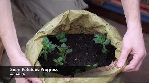 Upright Coldframe Guide - March to May