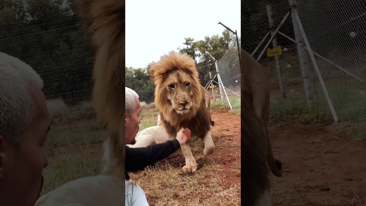 The Protective King 