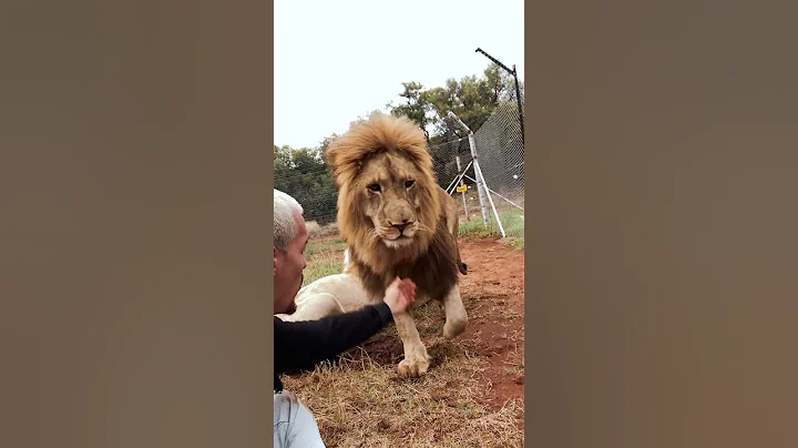 The Protective King🦁