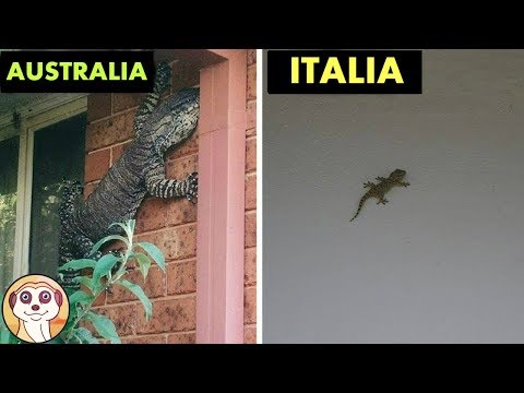 Video: 13 Motivi Per Cui Non Dovresti Mai Visitare L'Australia