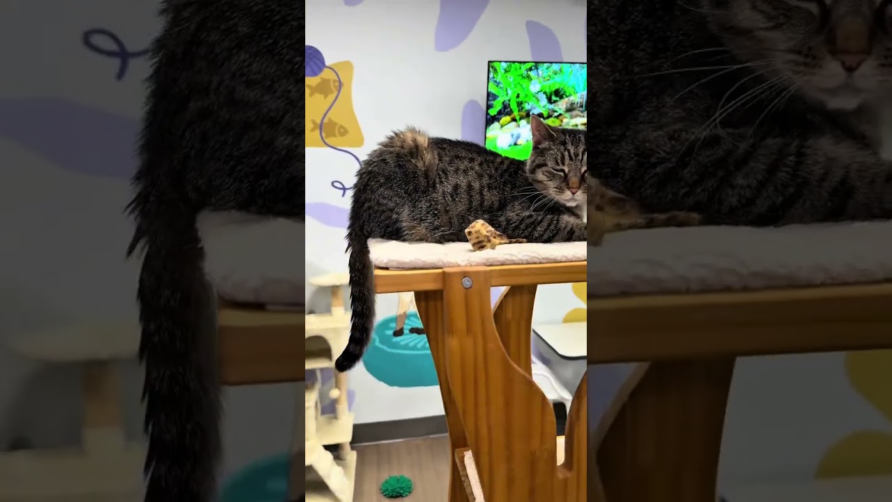 Hot blonde goes to Kitty Brew Cat Cafe in mason ohio 