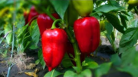 Как часто и сколько поливать перец? Все о поливе перцев!