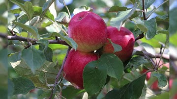 Apples for North Central Minnesota