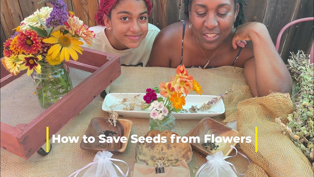 How to Save Seeds from Flowers YouTube