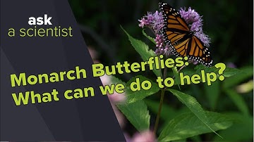 How can we help monarch butterflies and other pollinators? │ Ask a Scientist