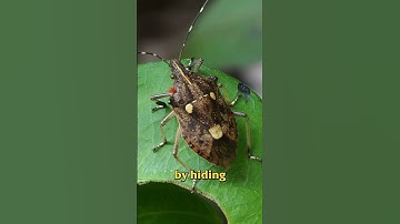 What are stink bugs? #pestcontrol #bugs #insects