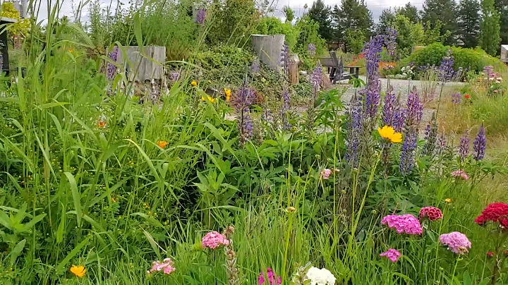 Meet Aster at the Queensborough community center.