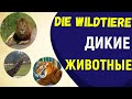 Дикие животные. Die Wildtiere. Лексика. Сафари-парк в Германии