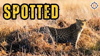 KALAHARI & THE PANS: Leopard, Baobabs, and a Hand-cranked Ferry in Botswana