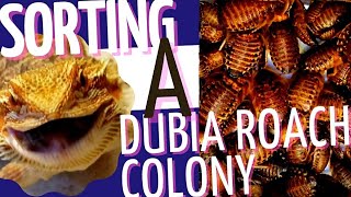 How We Sort Our Dubia Roach Colonies|The Easy Way In 2023! ( see how we separate the sizes! )