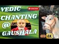 1 vedic chanting in our peaceful gaushala  4k  cinematic vlog  spiritual serenity series