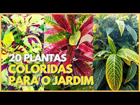 Vídeo: Folhagem de planta de casa colorida - Usando plantas de folhagem para colorir