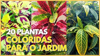 20 PLANTAS COM FOLHAGENS LINDAS PARA COLORIR O SEU JARDIM MESMO SEM FLORES  - thptnganamst.edu.vn