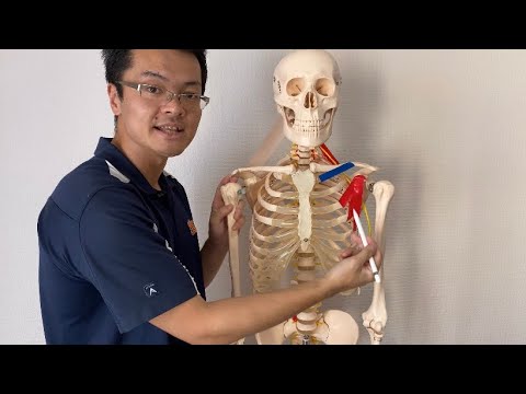 Anatomy of shoulder girdle muscles (English)