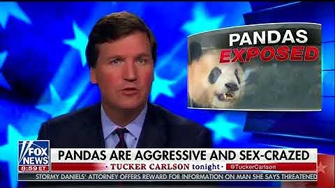 Did Tucker Carlson Run a Segment About Sex-Crazed Pandas? Yes, Yes He Did