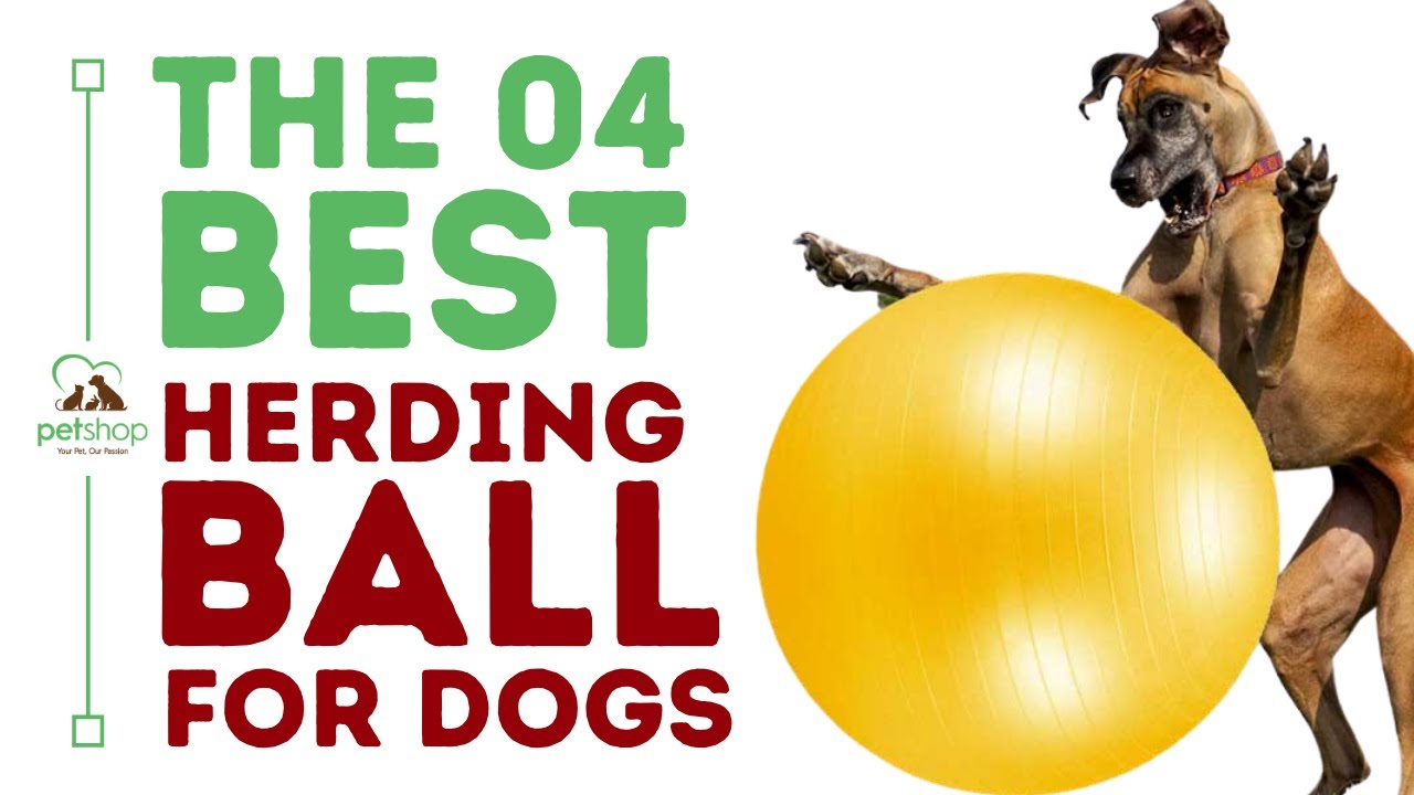 3 Best Herding Balls For Pushing Around (11+ Tested) - Dog Lab