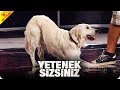 Cem ve Sevimli Dostu Jessy&#39;den Müthiş Gösteri | Yetenek Sizsiniz Türkiye