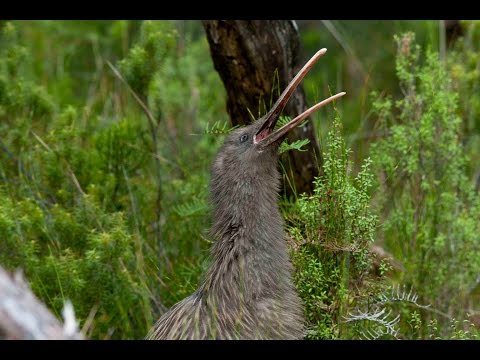 Amazing footage of a wild kiwi call in daylight - never before filmed