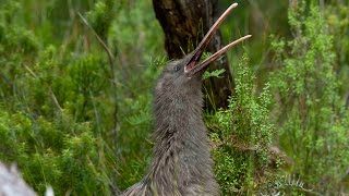 Amazing footage of a wild kiwi call in daylight  never before filmed