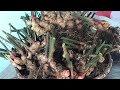 #|19| TRỒNG GỪNG THÙNG XỐP ( Earthbox ) | Trồng Rau Sạch Tại Nhà | Ginger growing at home