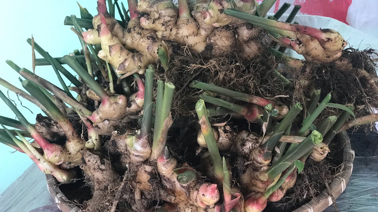 #19 | TRỒNG GỪNG THÙNG XỐP ( Earthbox ) | Trồng Rau Sạch Tại Nhà | Ginger growing at home