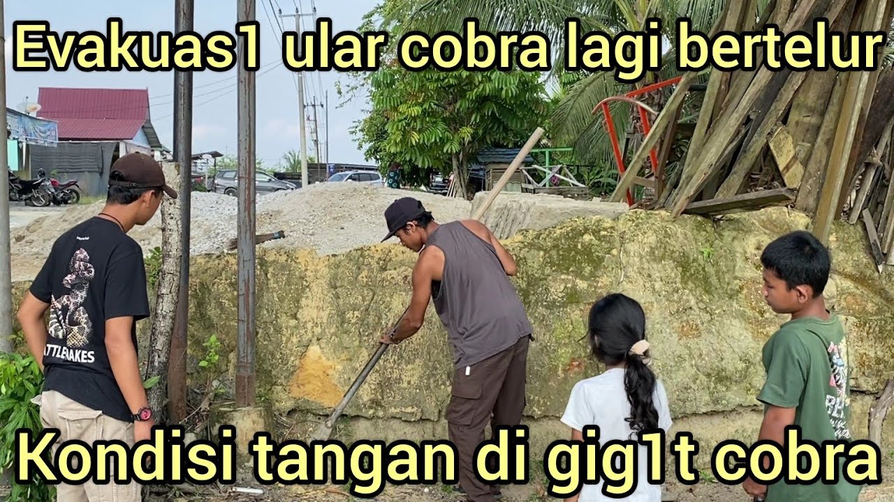 EVAKUAS1 ULAR COBRA LAGI BERTELUR,TANGAN AMAR PD NYAR1S DI GIG1T ULAR COBRA LAGI