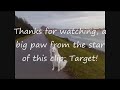 Swiss White Shepherd