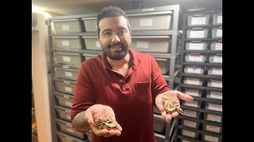 How to Pop a Ball Python to Determine Gender