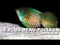 Guide complet dbutants poisson colisa lalia bonne souche  masterfisch  pascal aquariums naturels