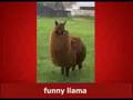 Llama song