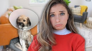 Puppy Gets the CONE of SHAME | Behind the Braids Ep. 112