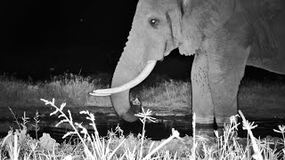 An Elephant Shows Off His Trunk